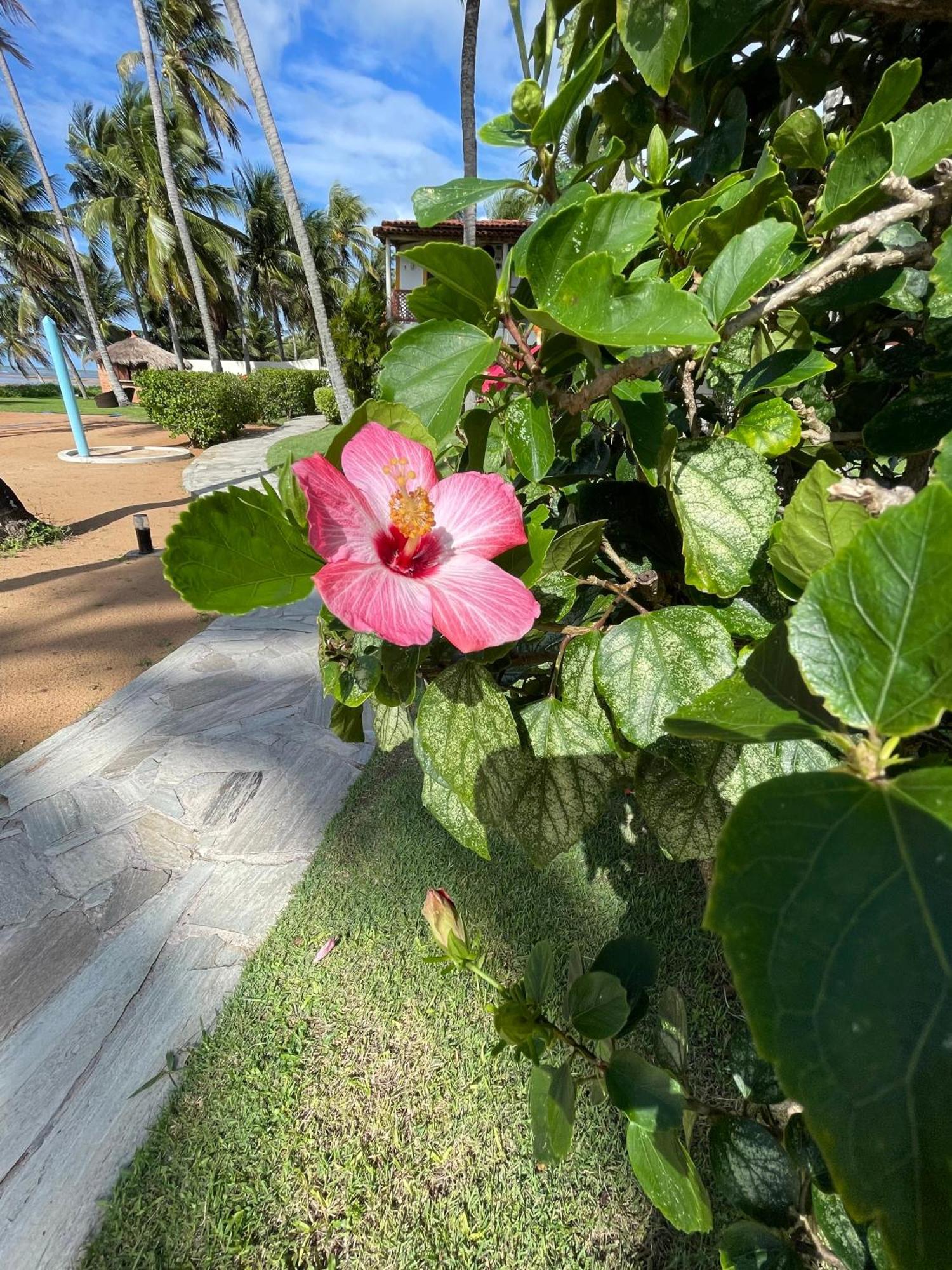 Bitingui Praia Hotel Japaratinga Exterior foto